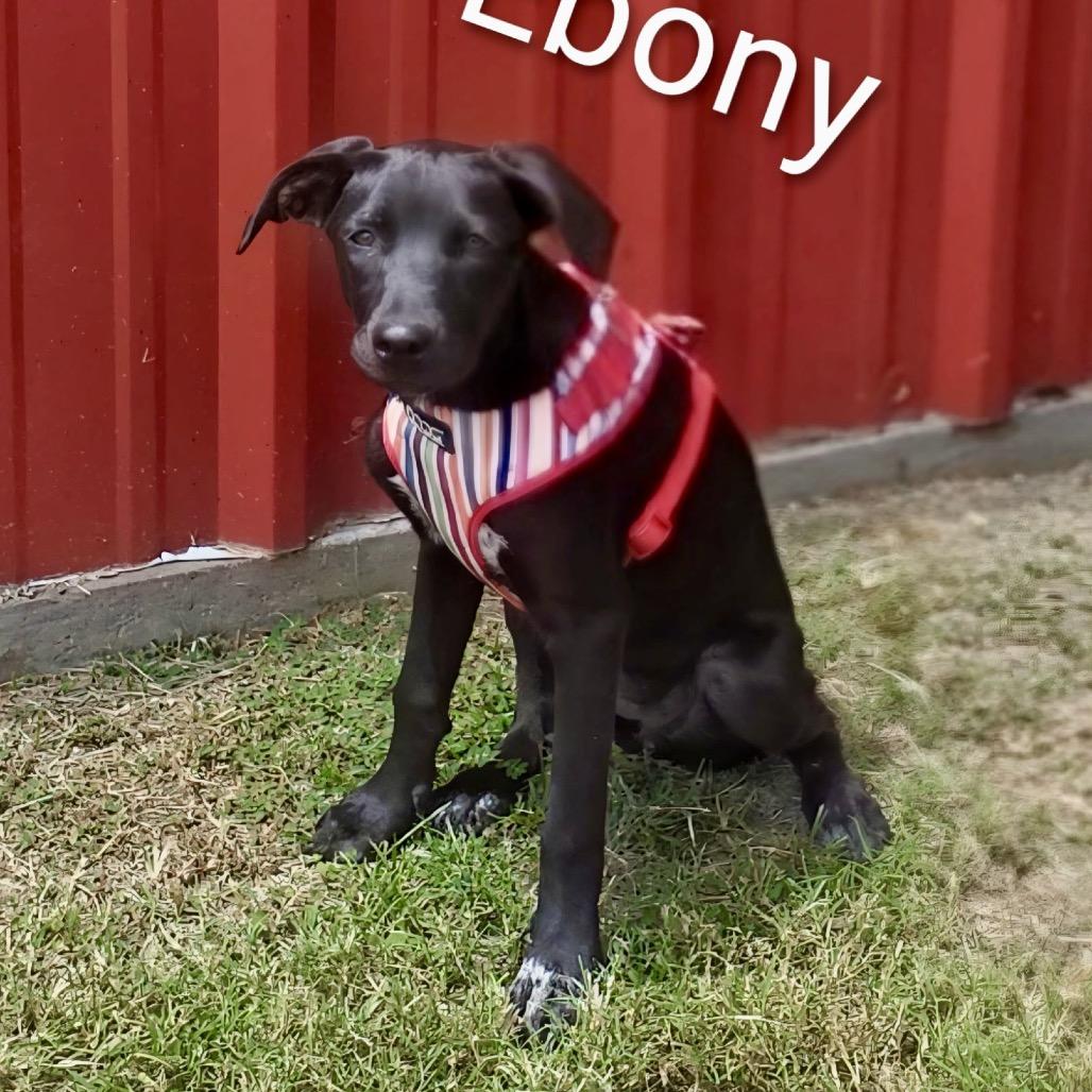 Enlarge Ebony, a Adoptable mixed breed in Eastford, CT image 2/2