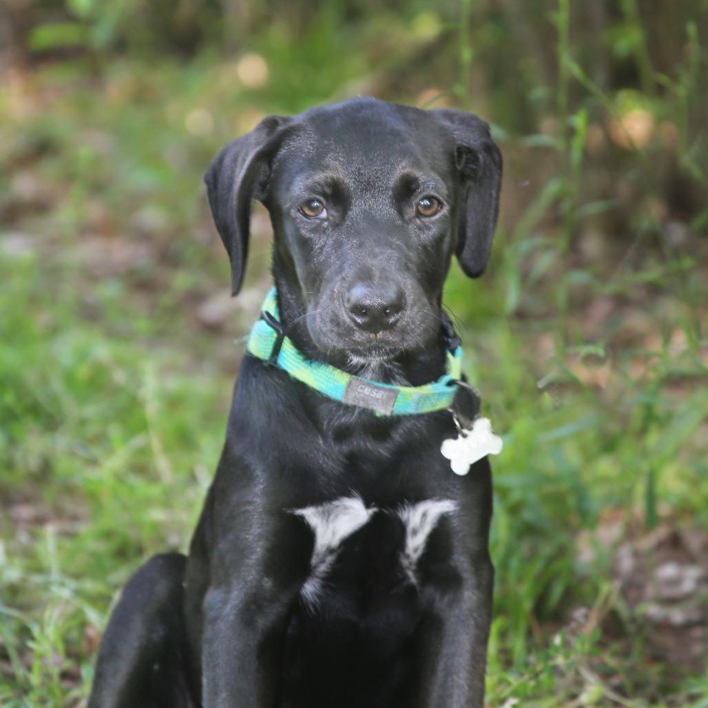 Enlarge Ebony, a Adoptable mixed breed in Eastford, CT image 1/2