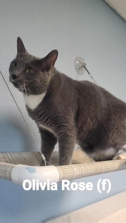 Olivia Rose, Adoptable, Adult Female Domestic Short Hair & Domestic Short Hair.