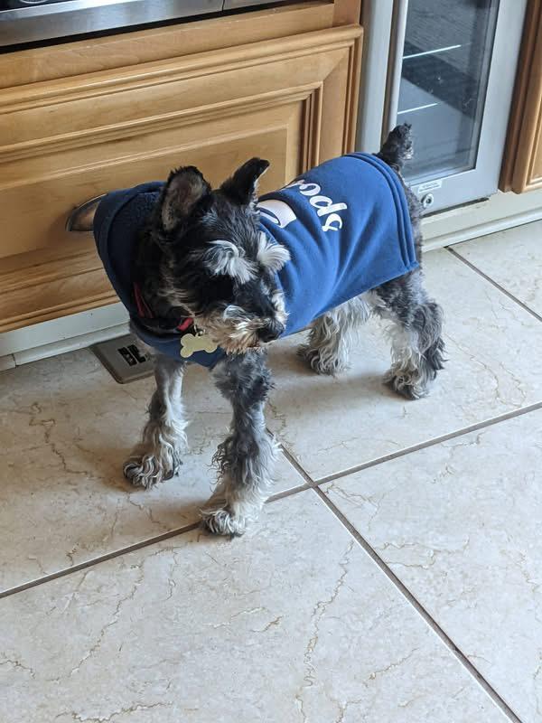 Enlarge Leena , a ADOPTABLE Miniature Schnauzer in Littleton, CO image 3/3