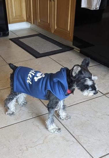 Enlarge Leena , a ADOPTABLE Miniature Schnauzer in Littleton, CO image 2/3