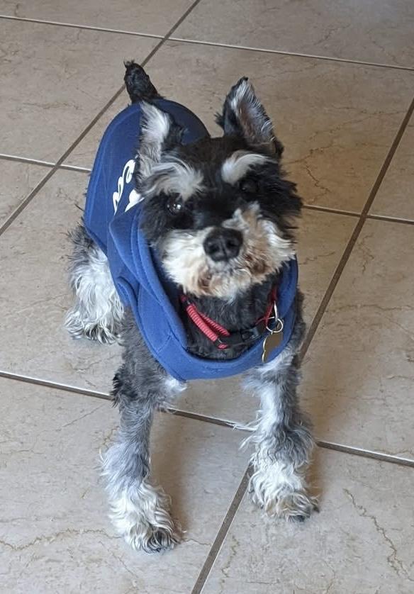 Leena , ADOPTABLE, Senior Female Miniature Schnauzer.
