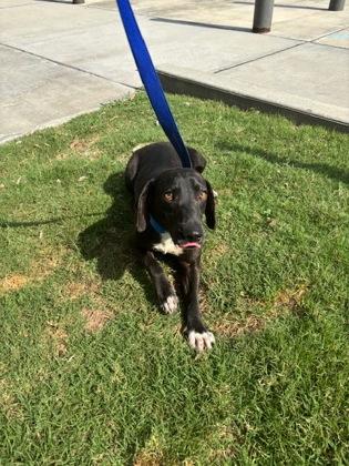Nate (152669), Adult Male Beagle
