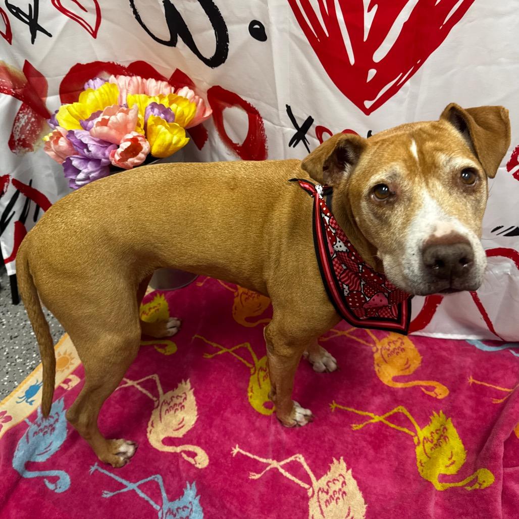 Enlarge Boo, a Adoptable Pit Bull Terrier in Henderson, NV image 1/1