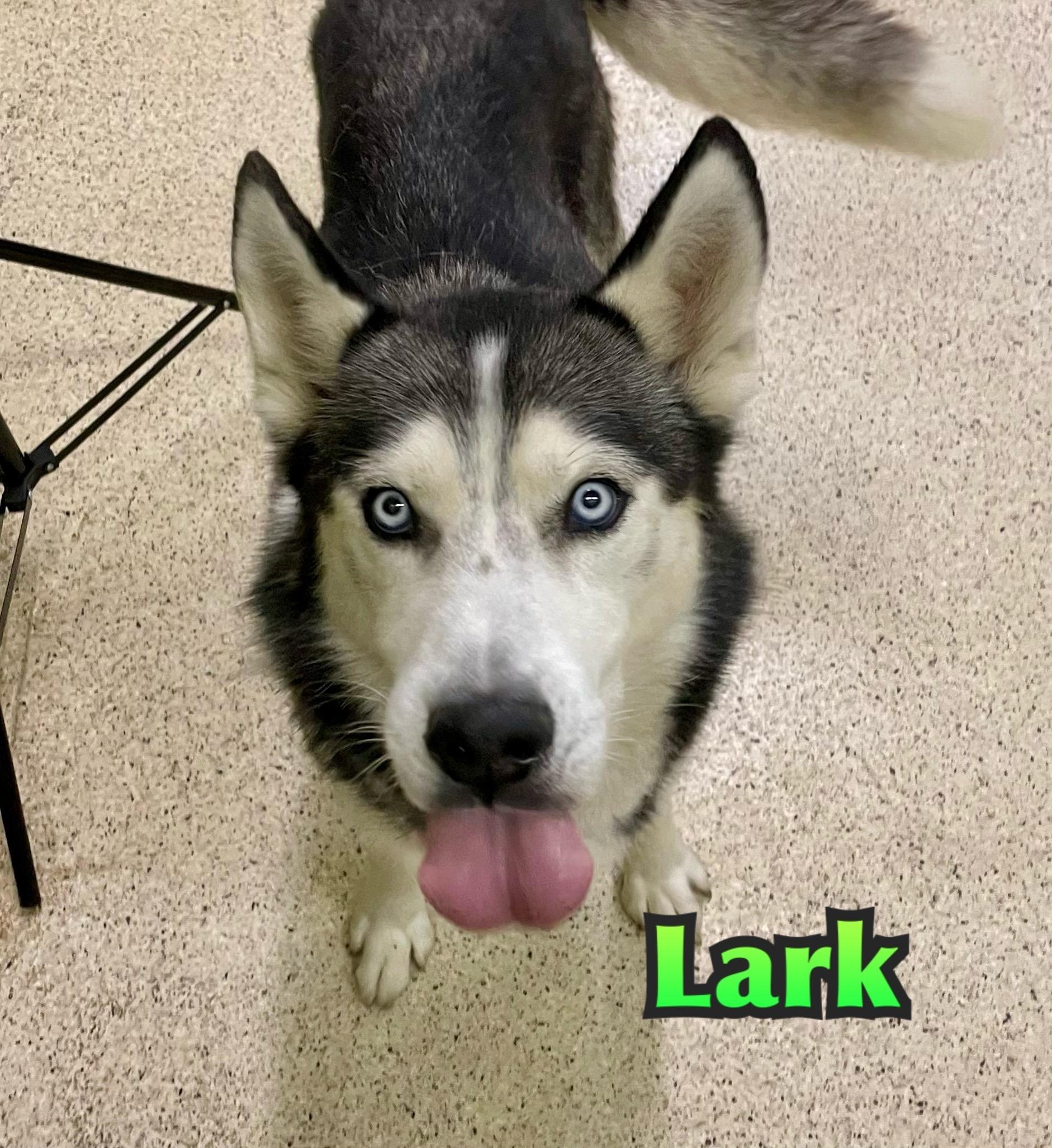 Lark
