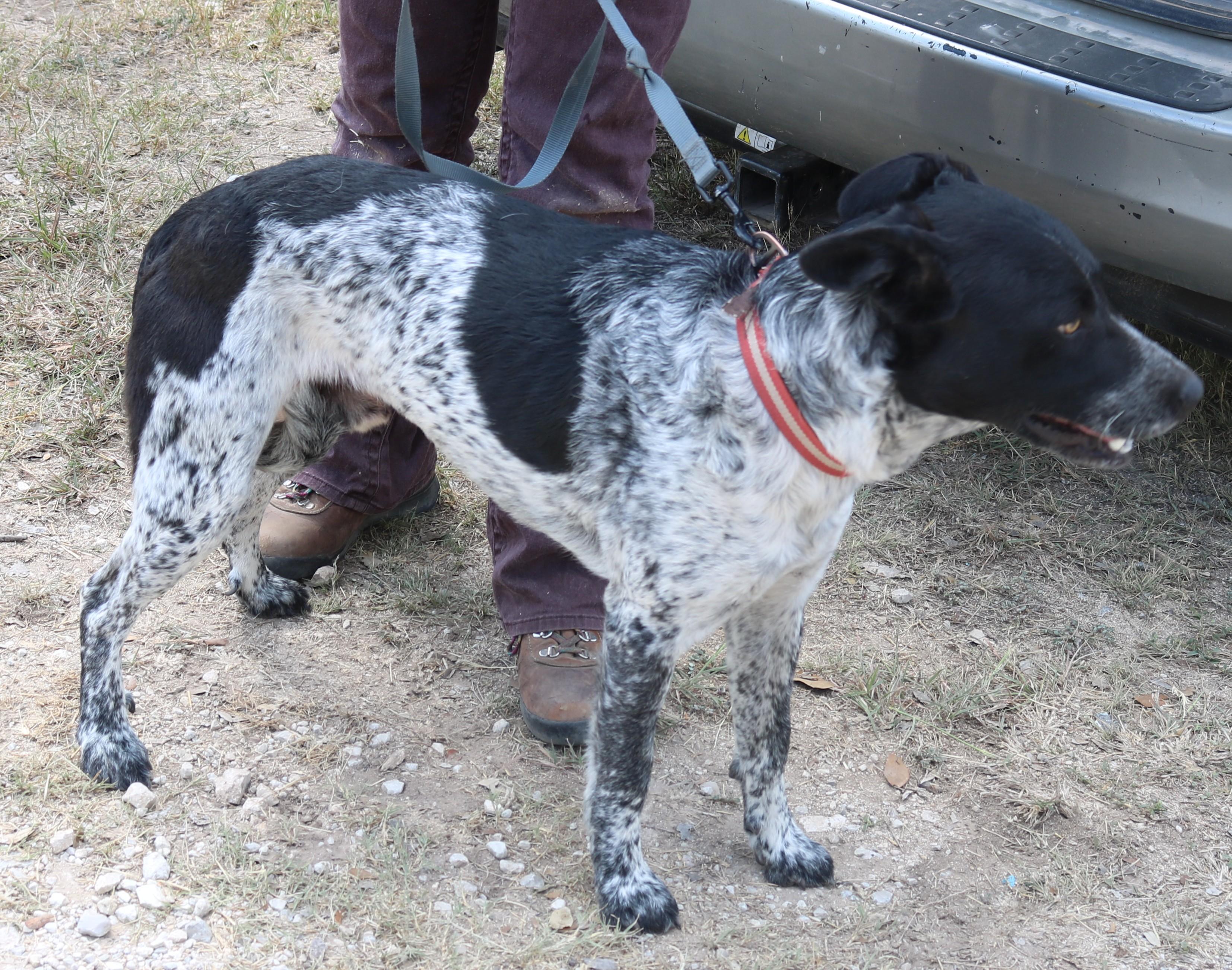 Enlarge Oaks, a Adoptable mixed breed in Bandera, TX image 5/5