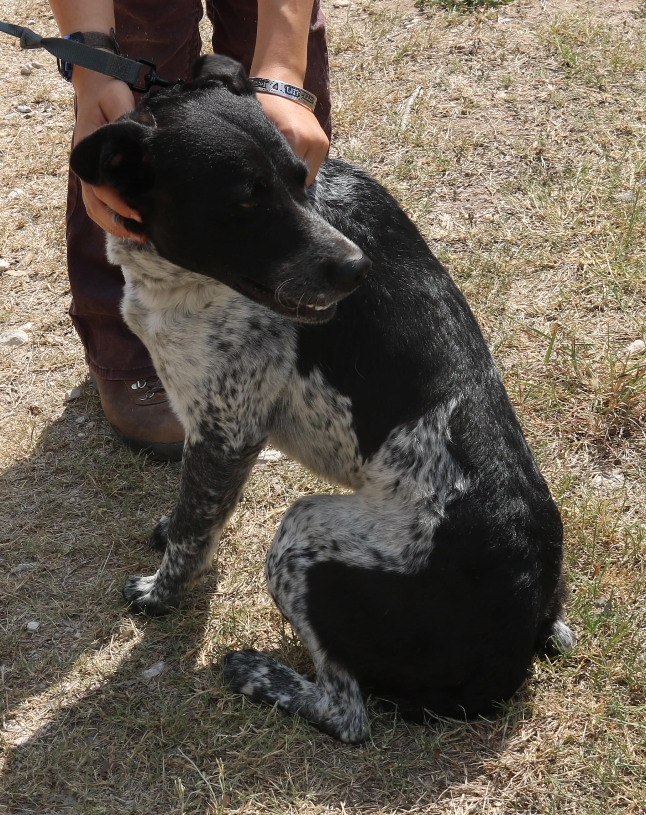 Enlarge Oaks, a Adoptable mixed breed in Bandera, TX image 3/5