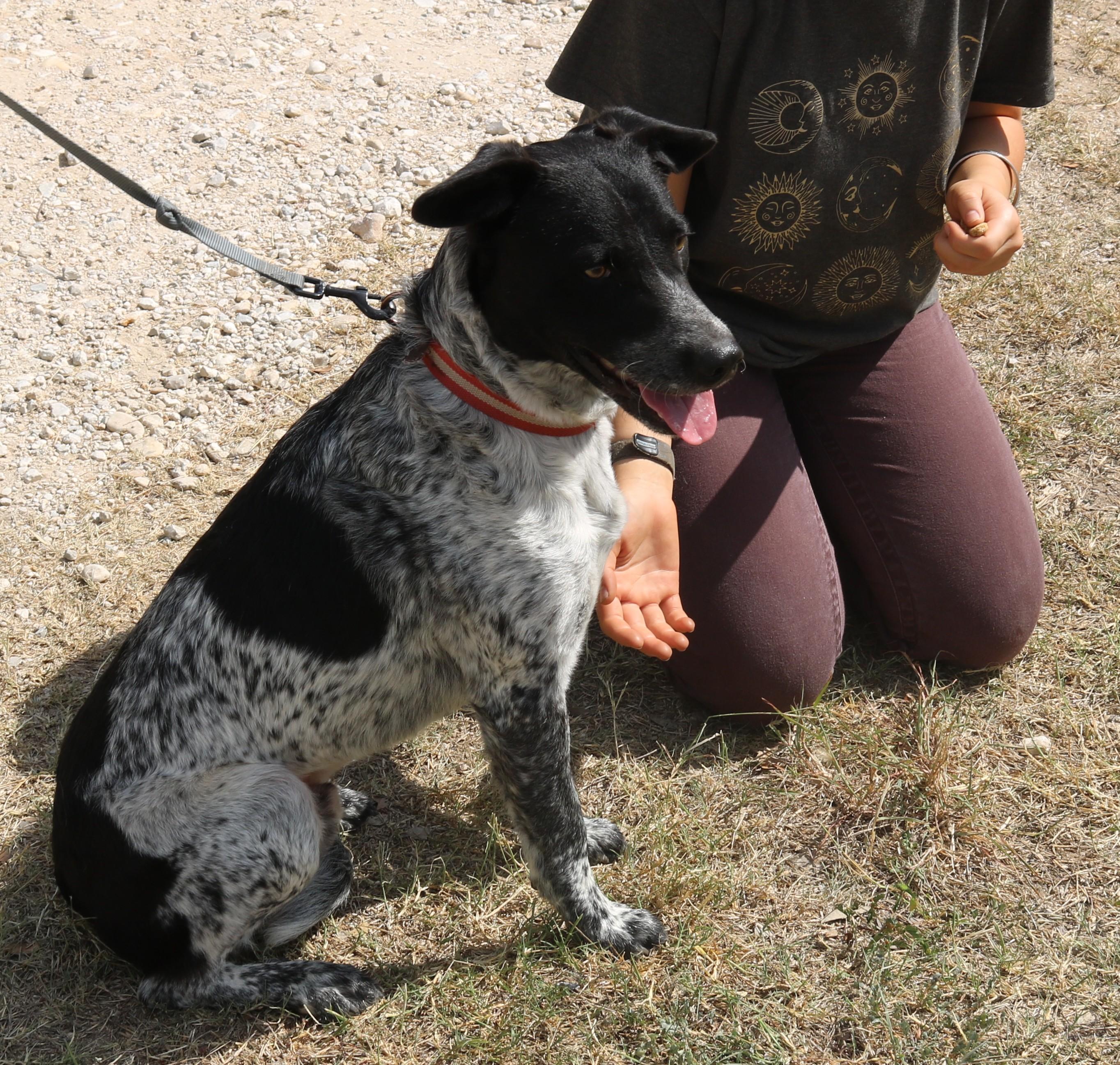Enlarge Oaks, a Adoptable mixed breed in Bandera, TX image 4/5