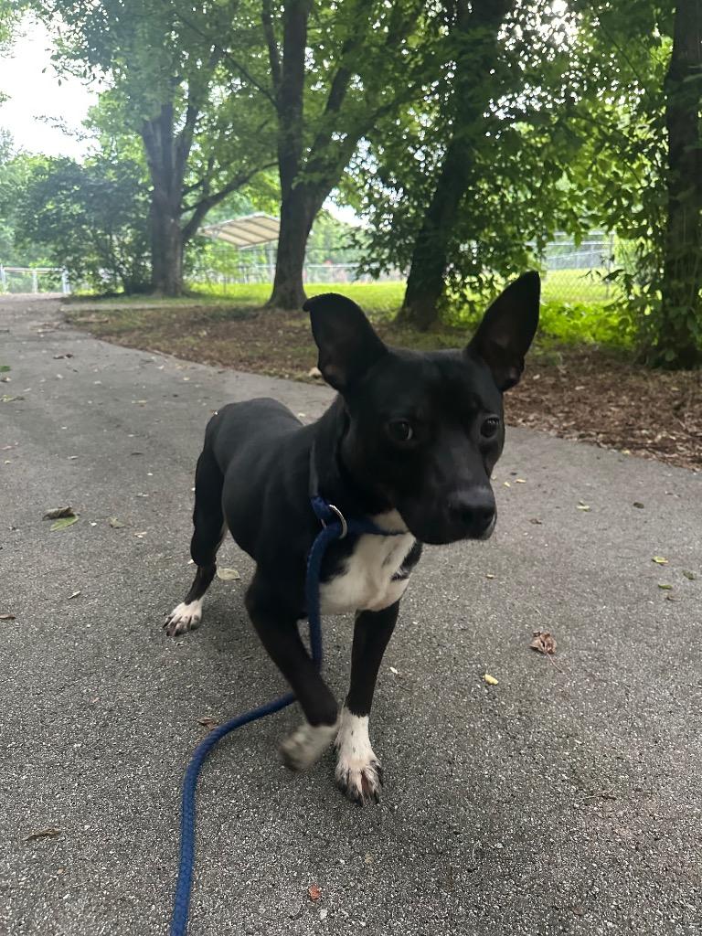 Pierre, Adoptable, Adult Male Mixed Breed.