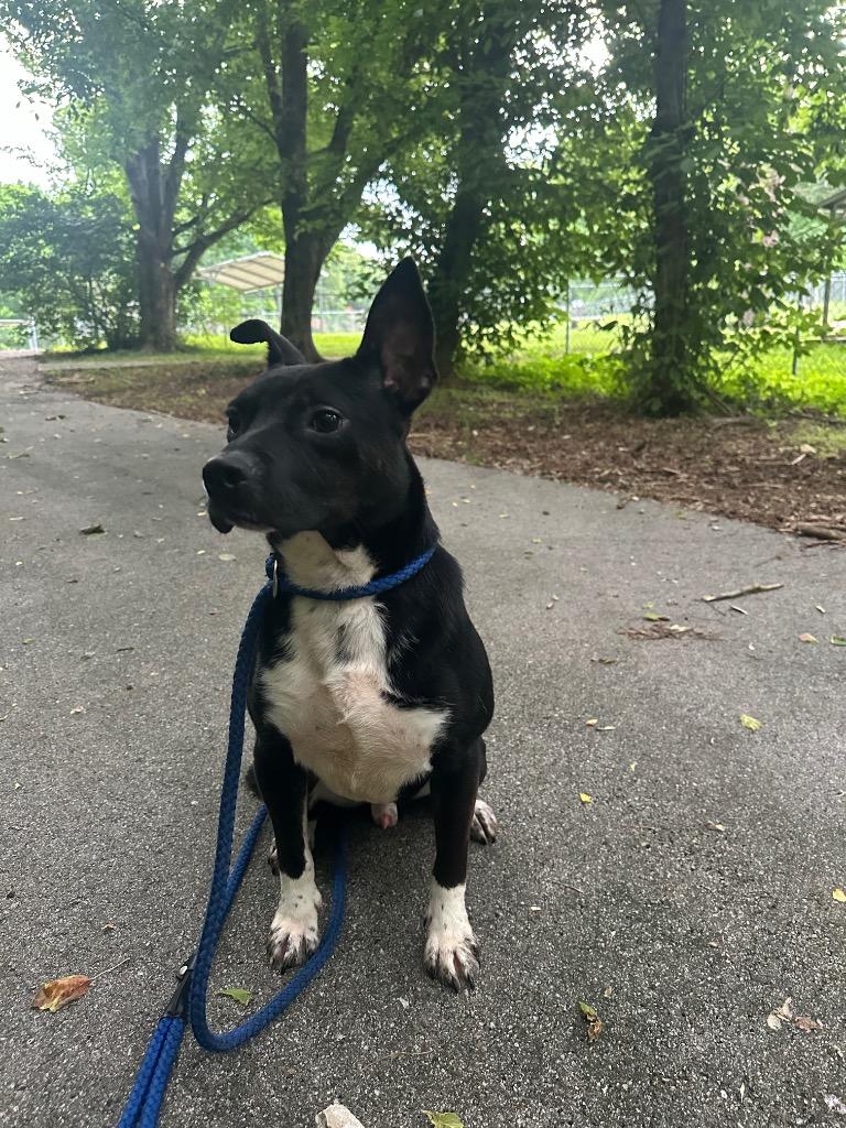 Pierre, Adoptable, Adult Male Mixed Breed.