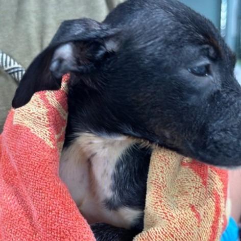 Pierre, a Adoptable mixed breed in Lawrenceburg, TN image 3/6