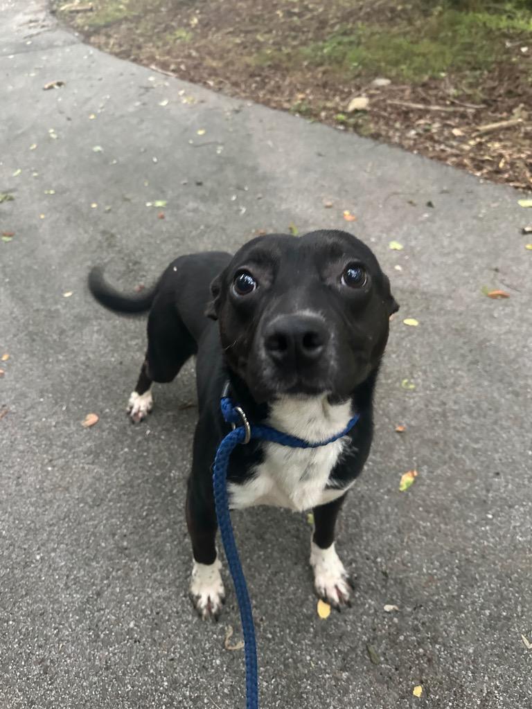 Pierre, a Adoptable mixed breed in Lawrenceburg, TN image 3/6