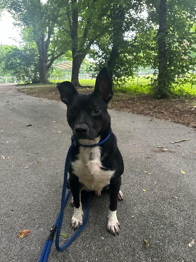 Pierre, a Adoptable mixed breed in Lawrenceburg, TN image 5/6