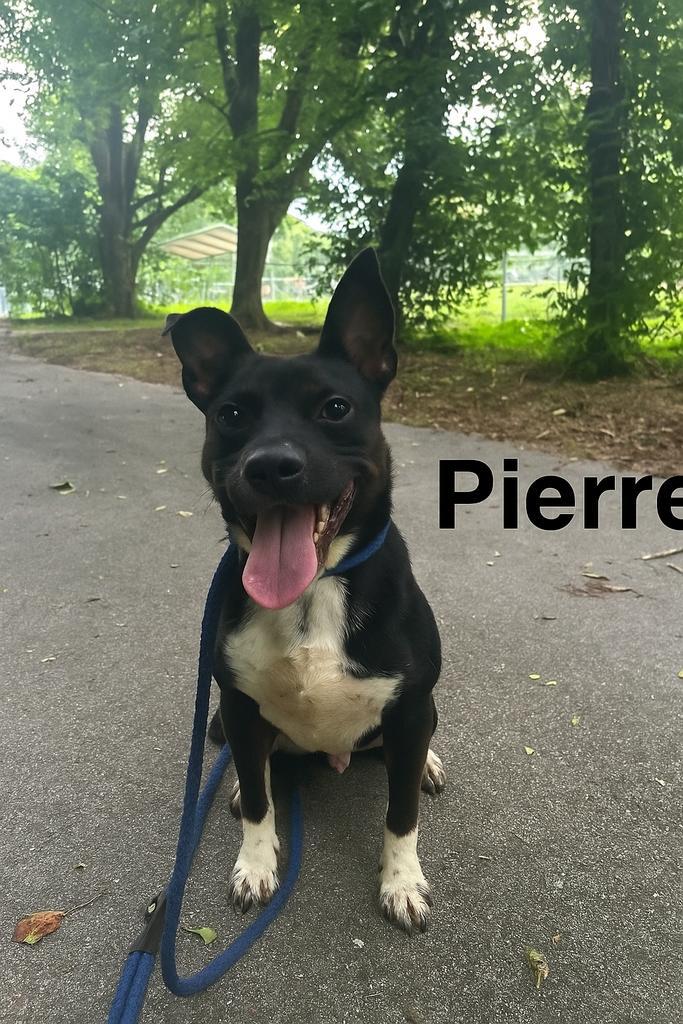 Pierre, a Adoptable mixed breed in Lawrenceburg, TN image 6/6