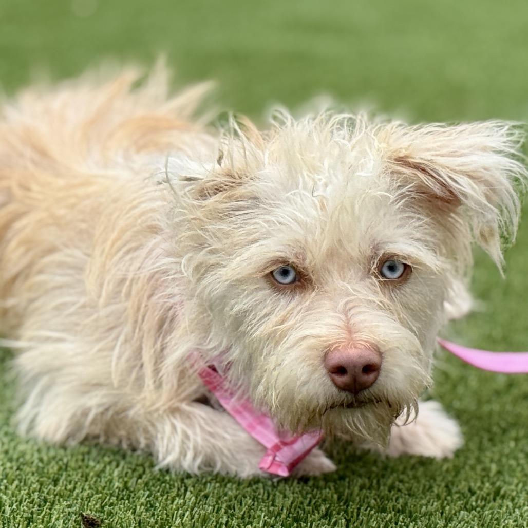 Enlarge Maple, a Adoptable mixed breed in Austin, TX image 2/6