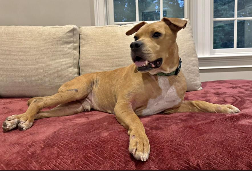 Dayton, a Adoptable mixed breed in Tinton Falls, NJ image 5/6