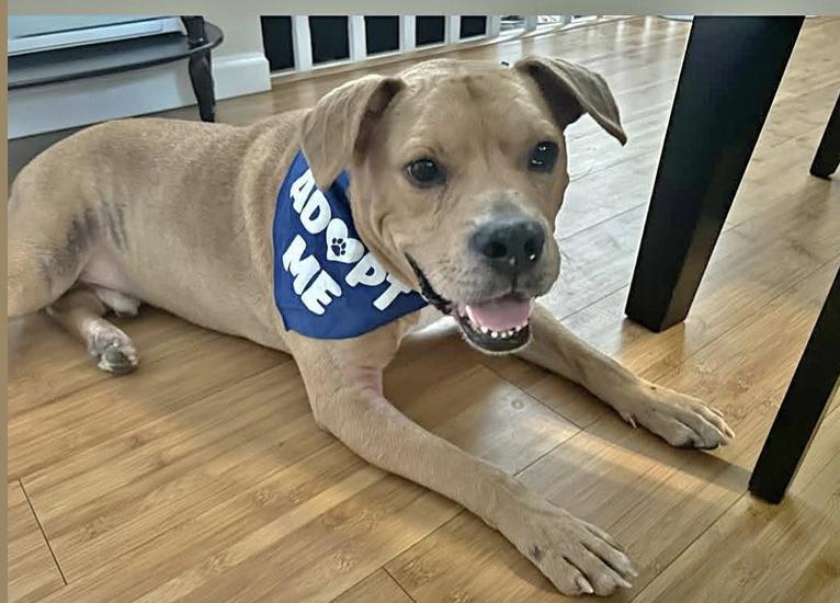 Dayton, a Adoptable mixed breed in Tinton Falls, NJ image 3/6