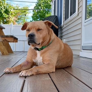 Dayton, a Adoptable mixed breed in Tinton Falls, NJ image 4/4