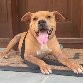 Dayton, Adoptable, Adult Male American Staffordshire Terrier & Labrador Retriever.