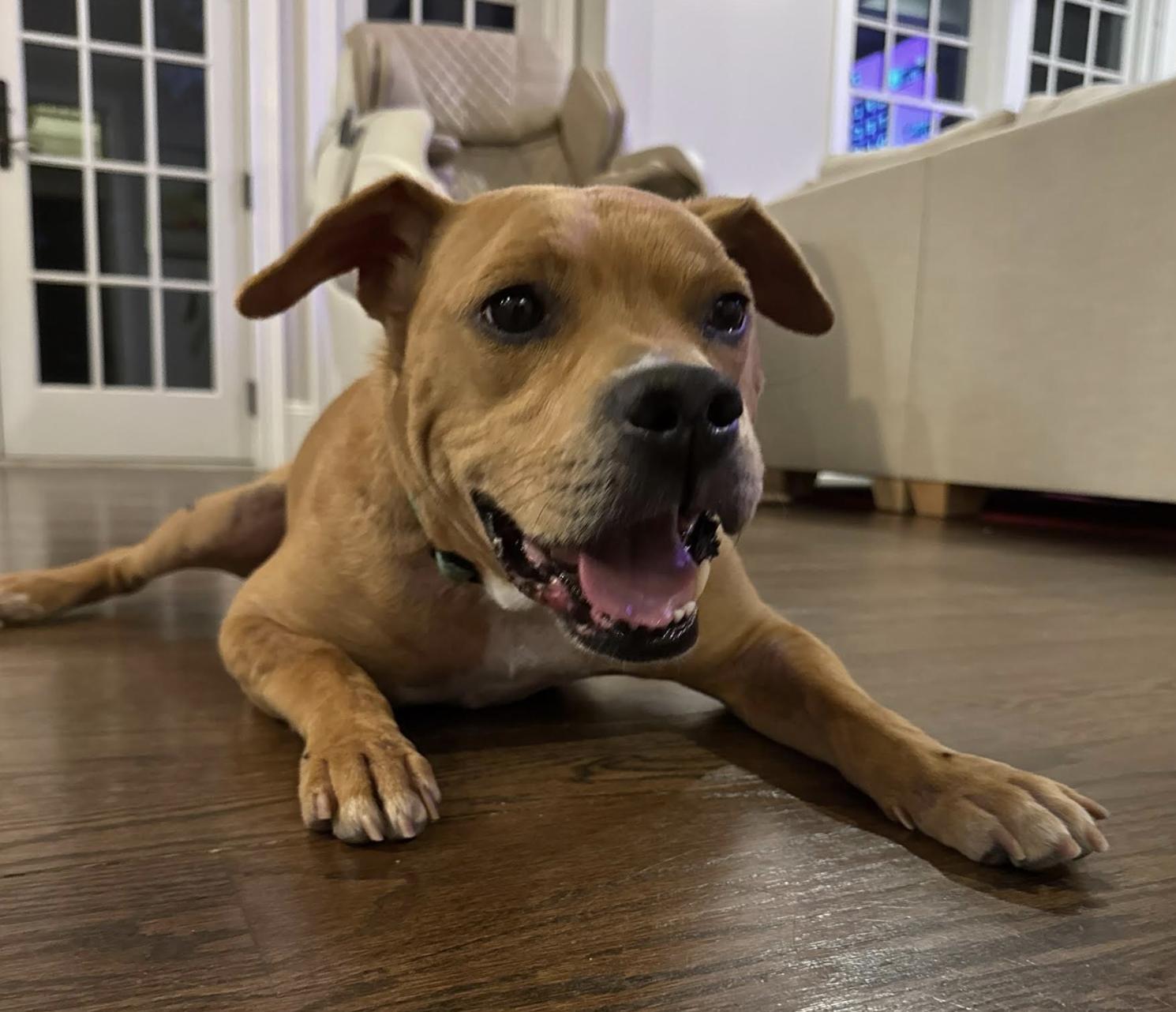 Dayton, Adoptable, Adult Male American Staffordshire Terrier & Labrador Retriever.