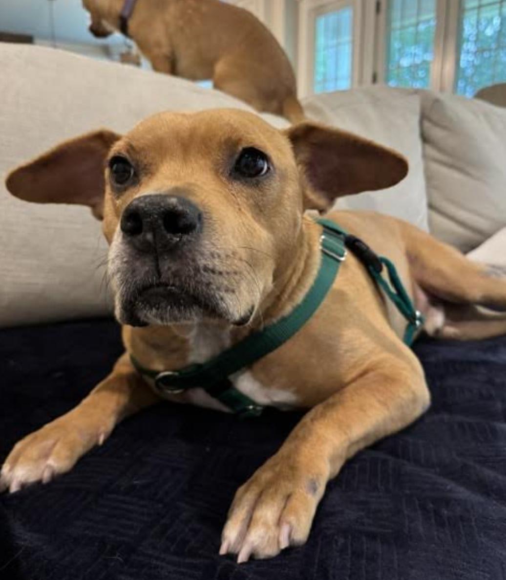Dayton, a Adoptable mixed breed in Tinton Falls, NJ image 2/6