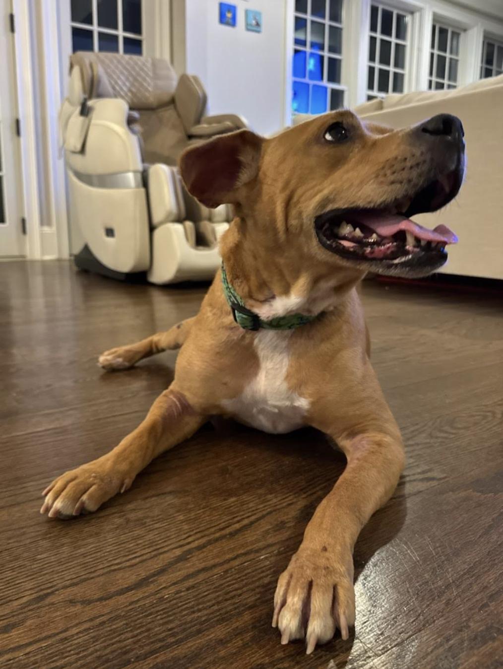 Dayton, a Adoptable mixed breed in Tinton Falls, NJ image 3/4