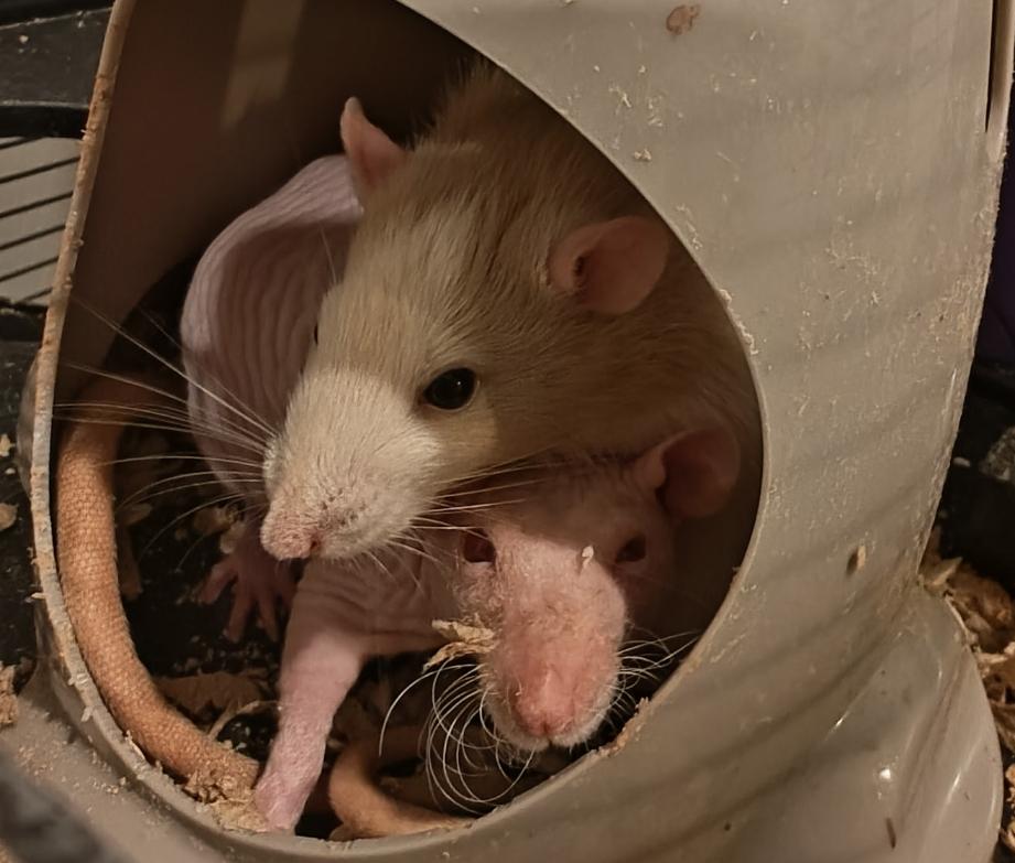 Enlarge Addy & Wednesday , an adopted Rat in West Chester, OH image 1/1