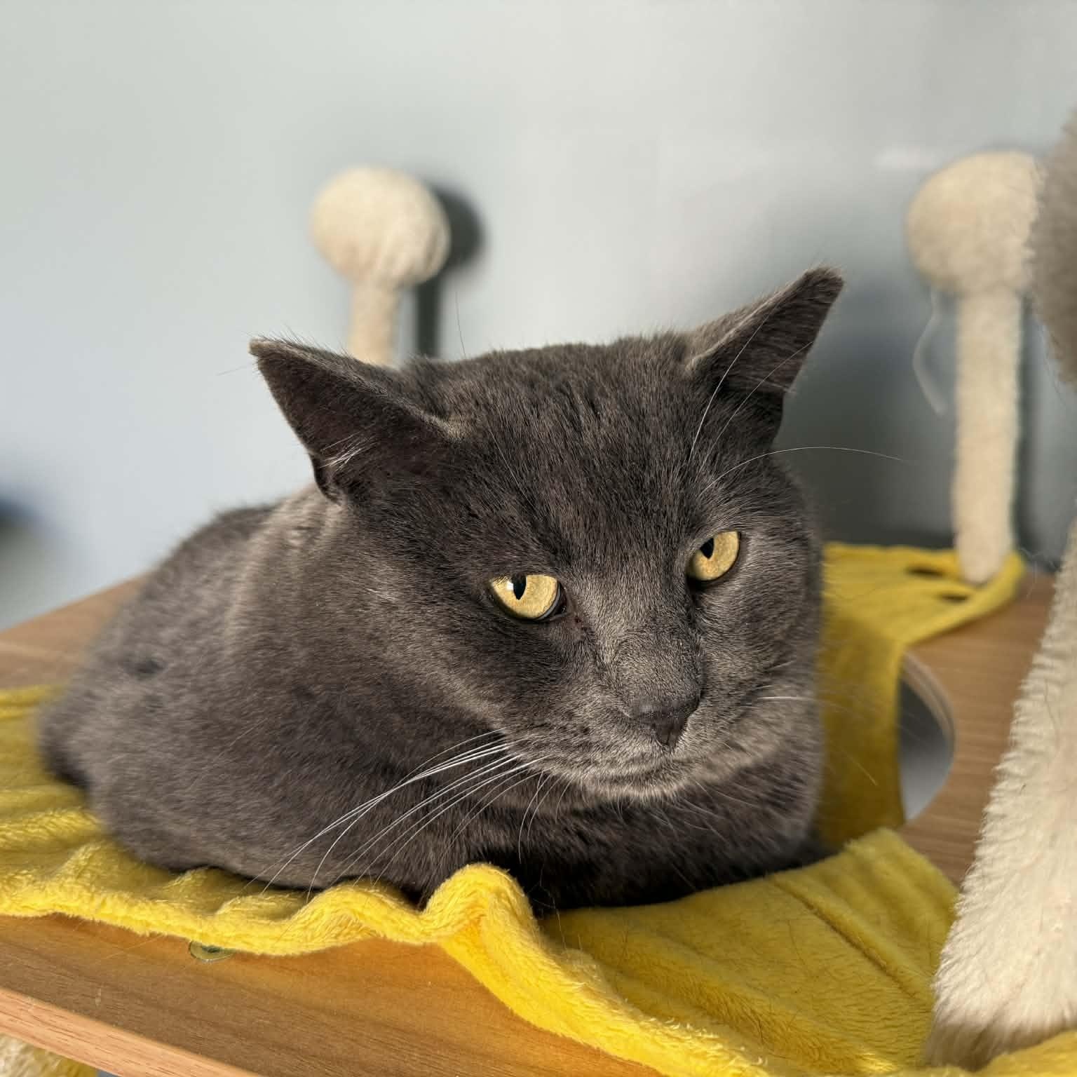 Gerry, Adoptable, Adult Male Domestic Short Hair.