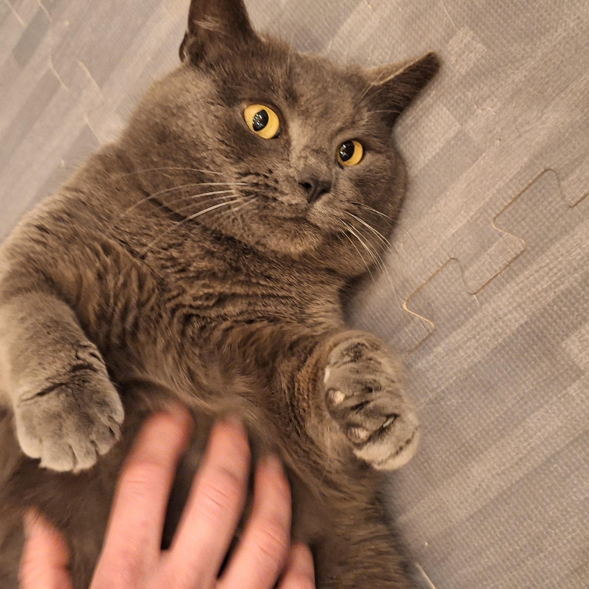 Enlarge Gerry, a Adoptable Domestic Short Hair in BUTLER, PA image 3/3