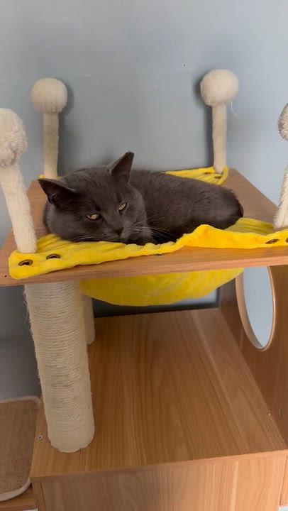 Enlarge Gerry, a Adoptable Domestic Short Hair in BUTLER, PA video 2/3