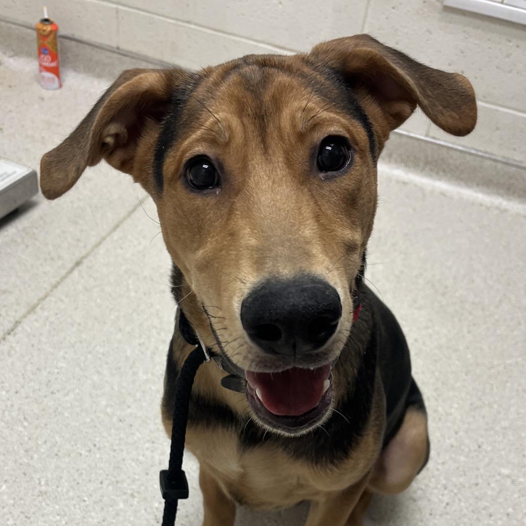 Spruce, Adoptable, Young Male German Shepherd Dog & Husky.
