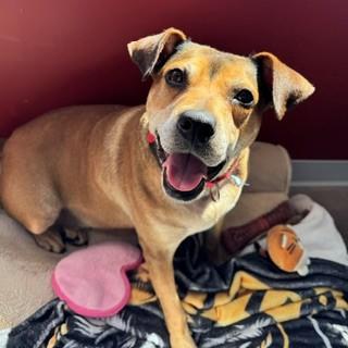 Robyn, a Adoptable mixed breed in Janesville, WI image 2/3
