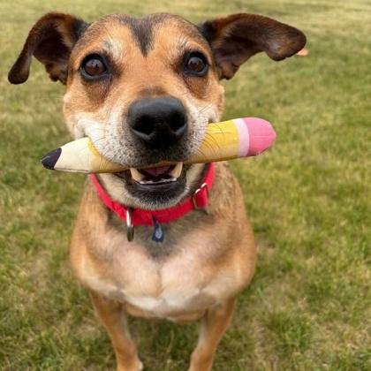 Robyn, a Adoptable mixed breed in Janesville, WI image 3/3