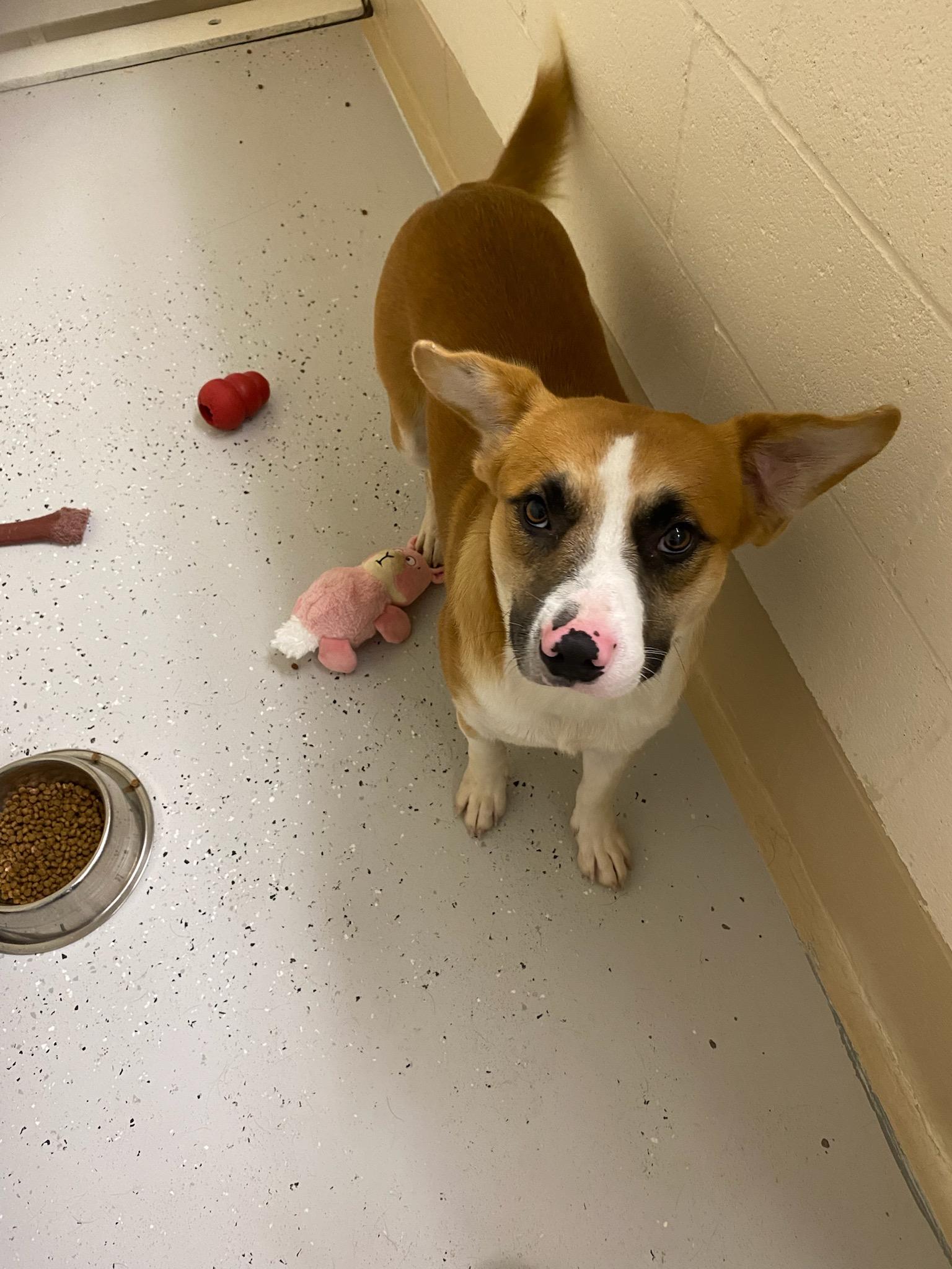 Smudge, a Adoptable mixed breed image 3/4