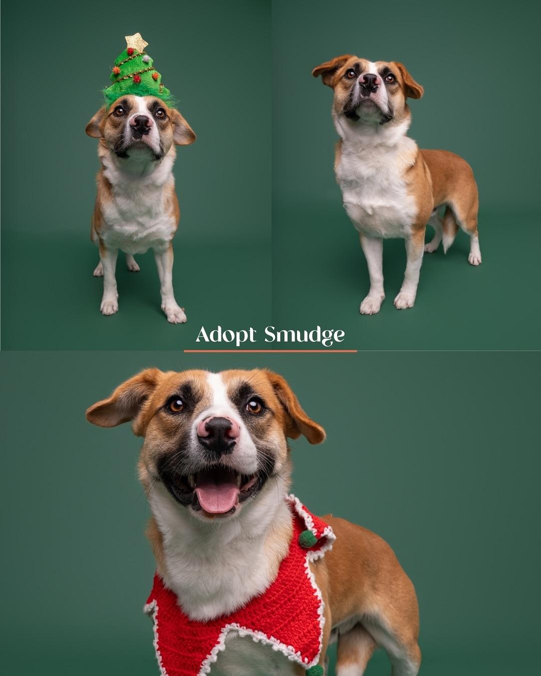 Smudge, a Adoptable mixed breed image 1/4