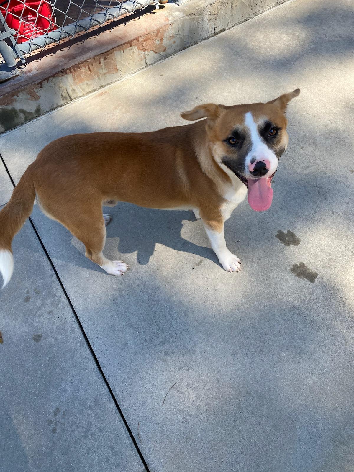 Smudge, a Adoptable mixed breed image 4/4