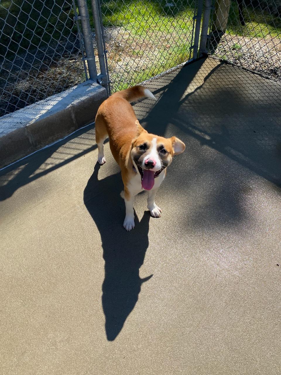 Smudge, Adoptable, Young Male Corgi.