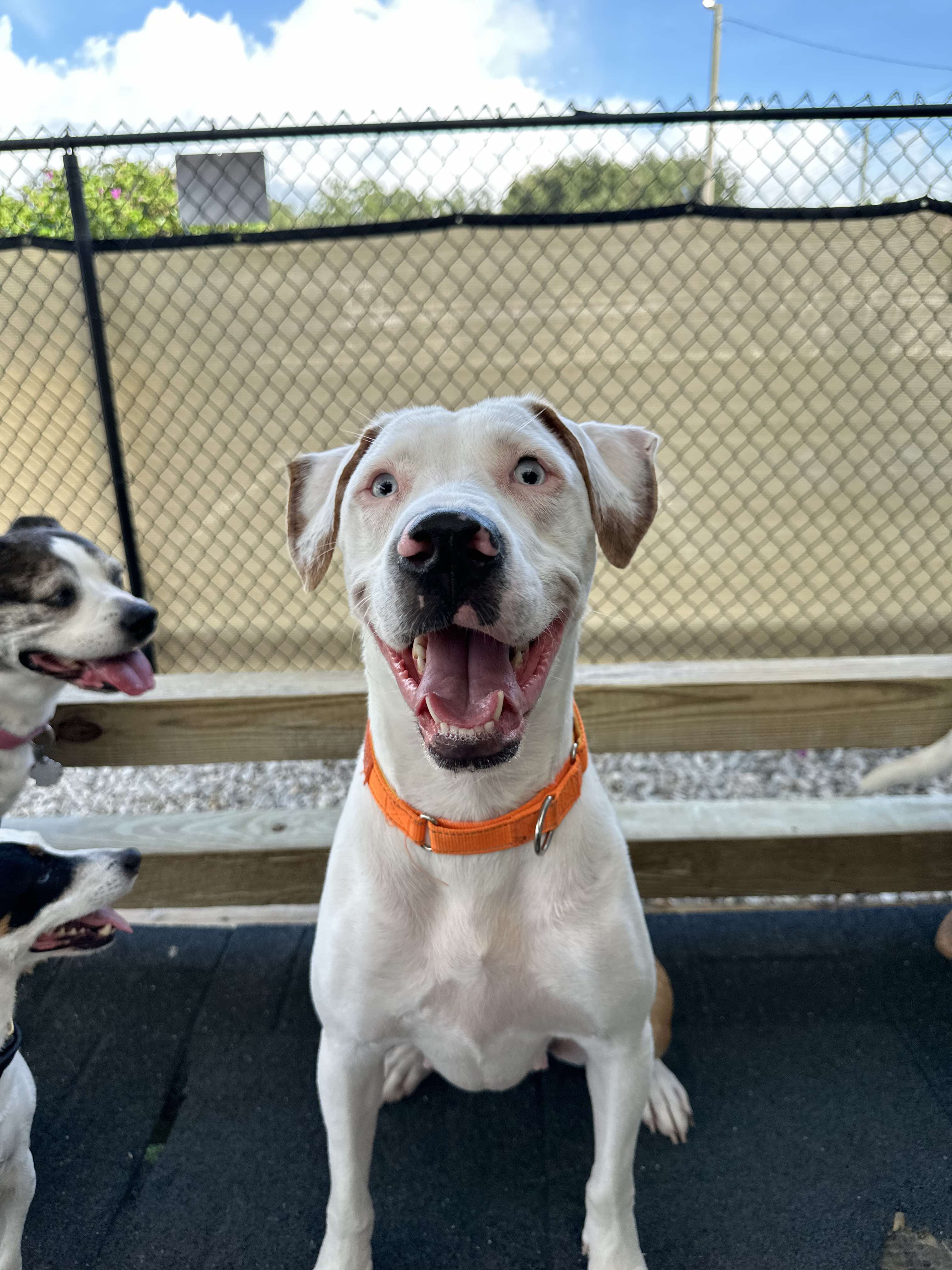 Enlarge Hazel, a Adopted mixed breed in Odessa, FL image 2/6