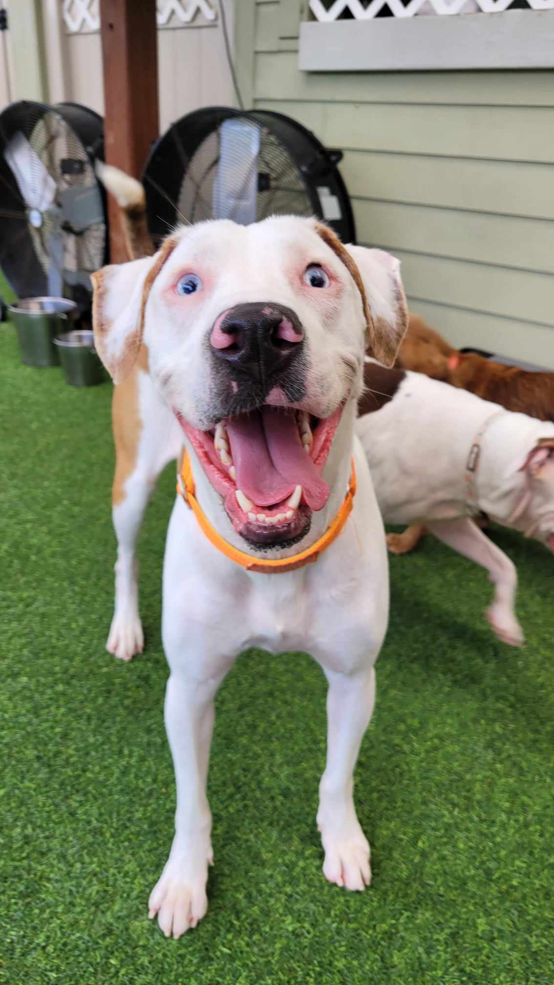 Hazel, Adopted, Adult Female Catahoula Leopard Dog & Mixed Breed.