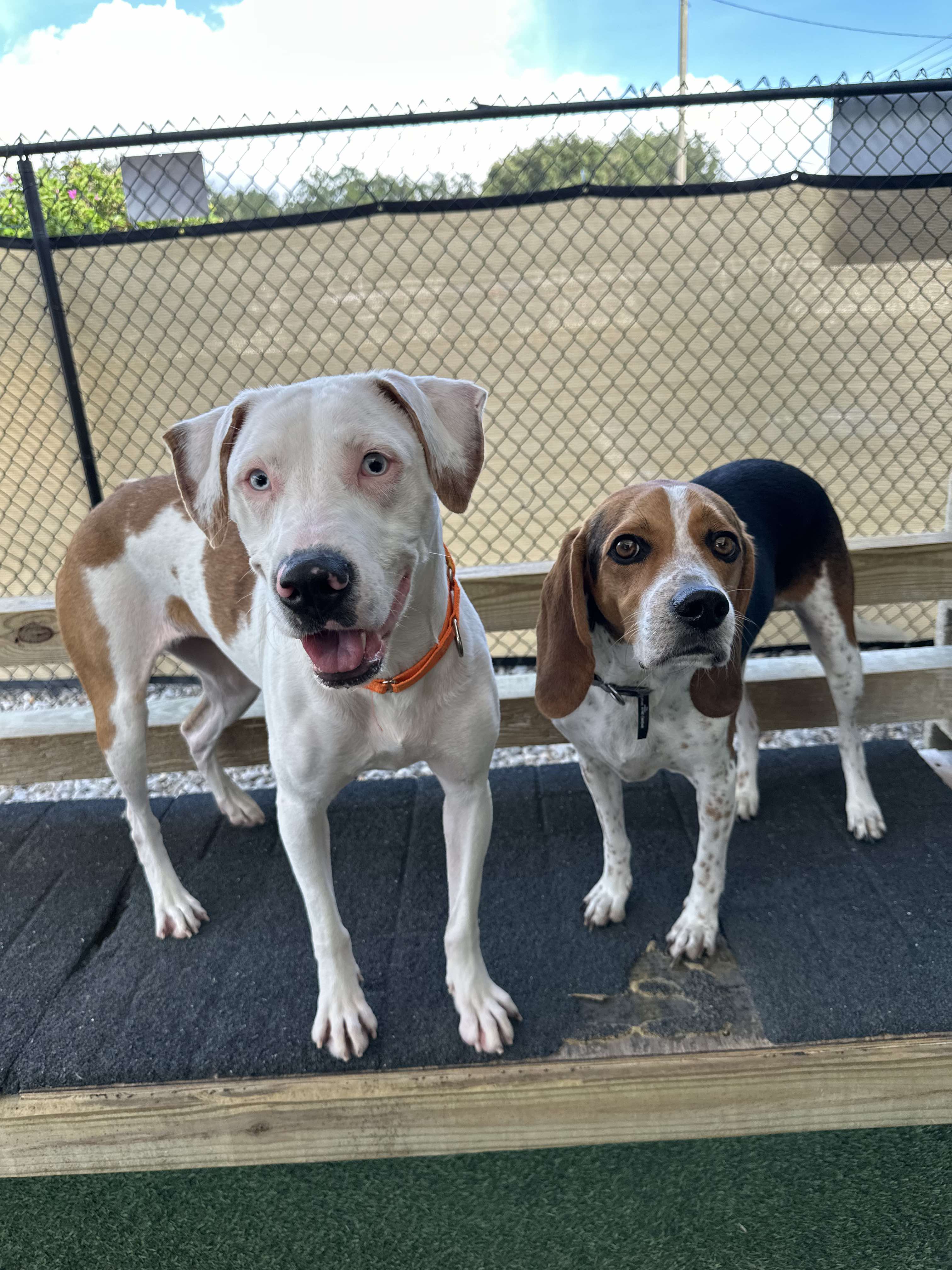 Enlarge Hazel, a Adopted mixed breed in Odessa, FL image 6/6