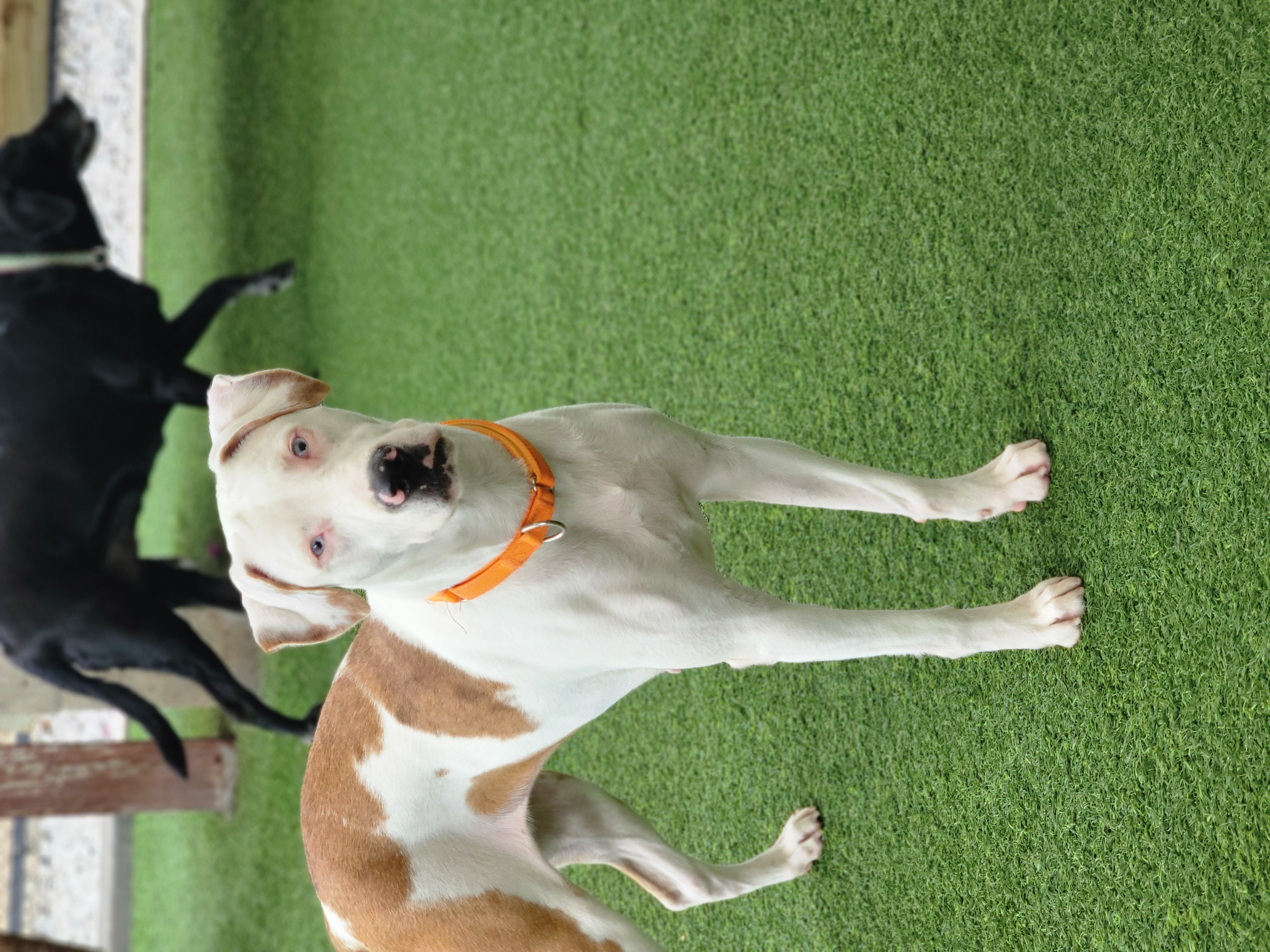 Enlarge Hazel, a Adopted mixed breed in Odessa, FL image 5/6