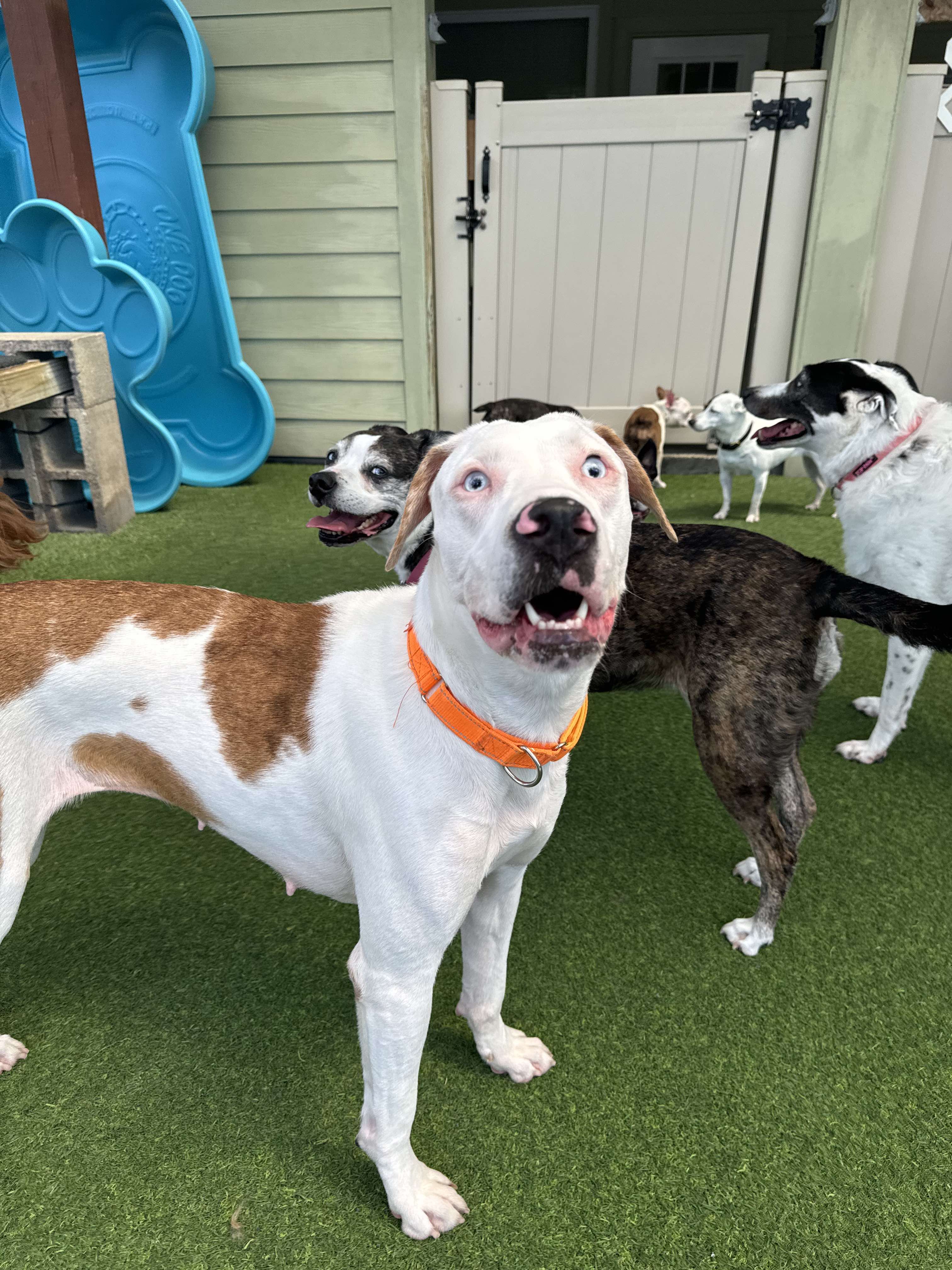 Enlarge Hazel, a Adopted mixed breed in Odessa, FL image 4/6