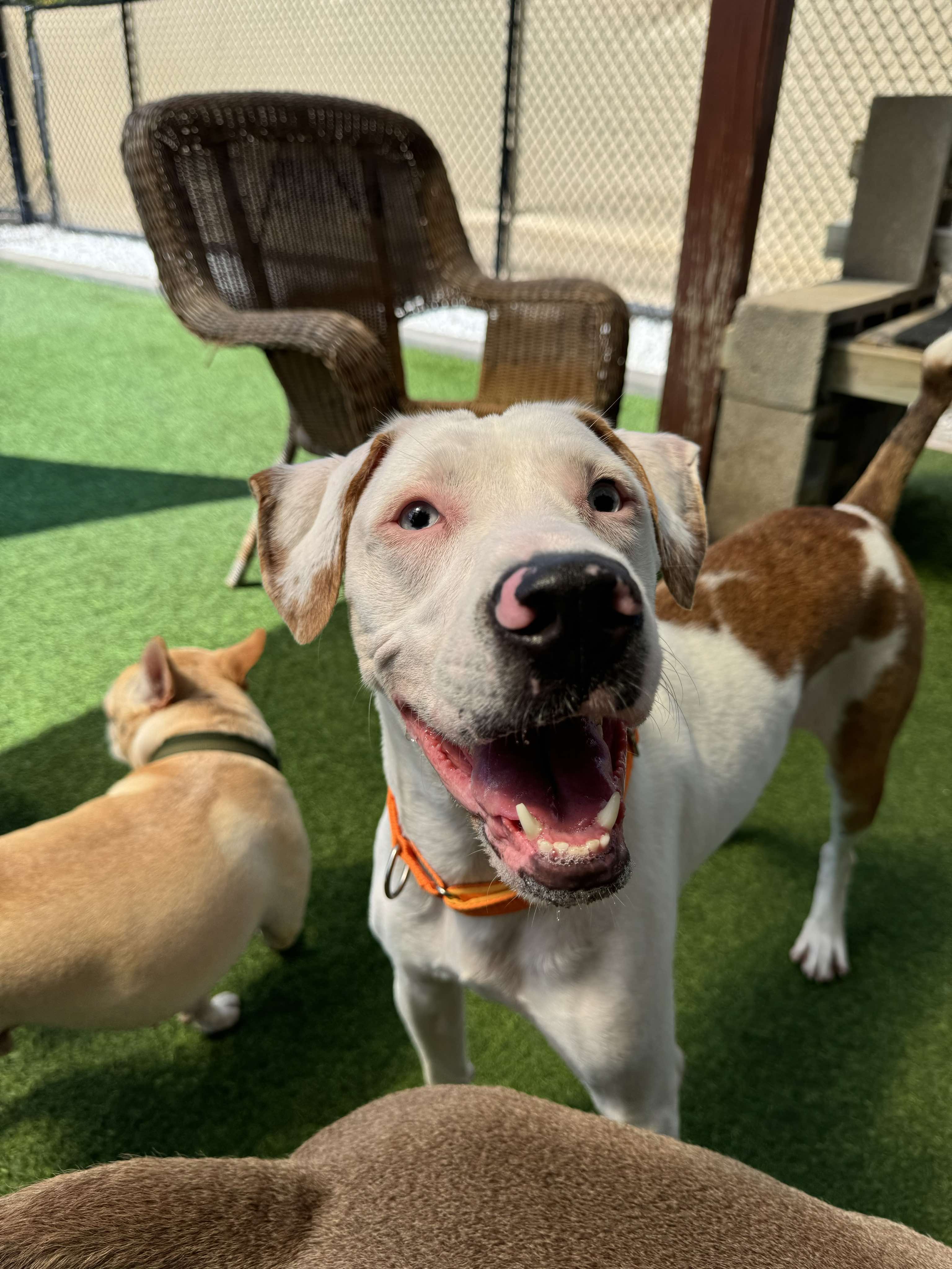 Enlarge Hazel, a Adopted mixed breed in Odessa, FL image 3/6