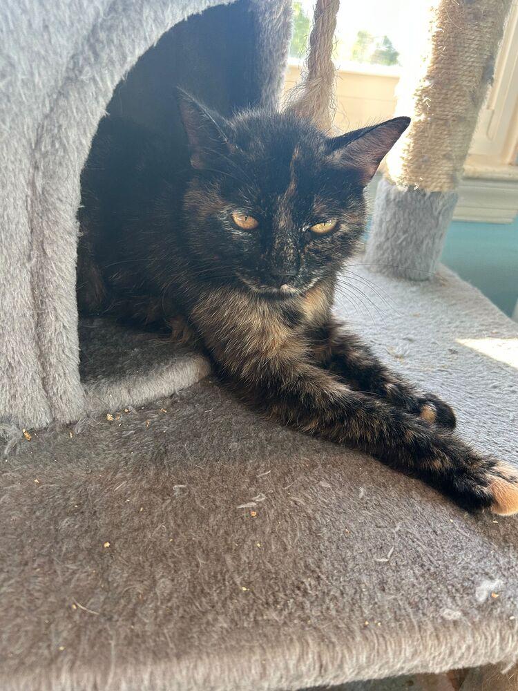 Bean, a Adoptable Domestic Short Hair in Skippack, PA image 1/3