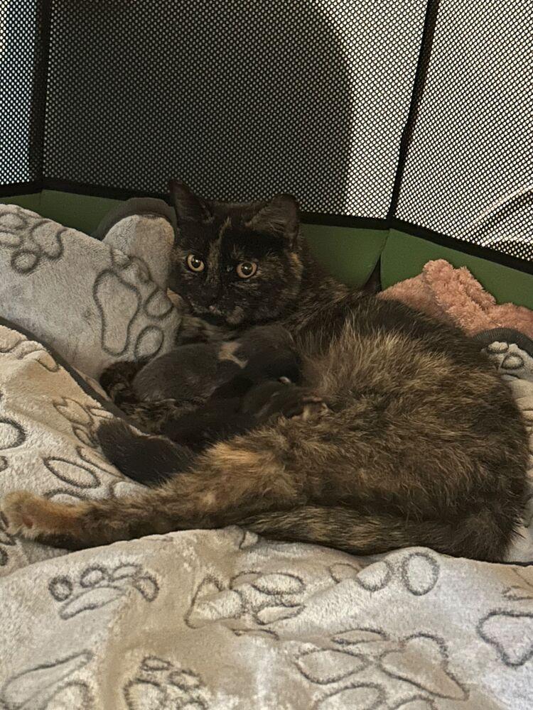 Bean, a Adoptable Domestic Short Hair in Skippack, PA image 2/3