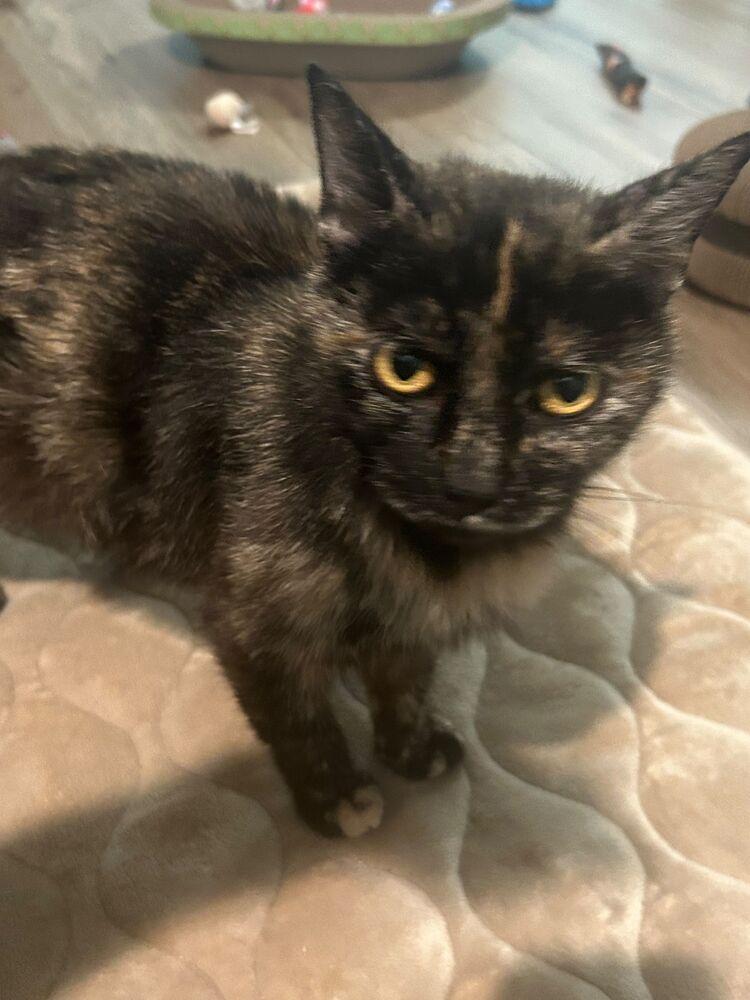 Bean, a Adoptable Domestic Short Hair in Skippack, PA image 3/3