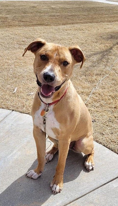 Rufus Lucas, a Adoptable mixed breed in Belleville, NJ image 1/6