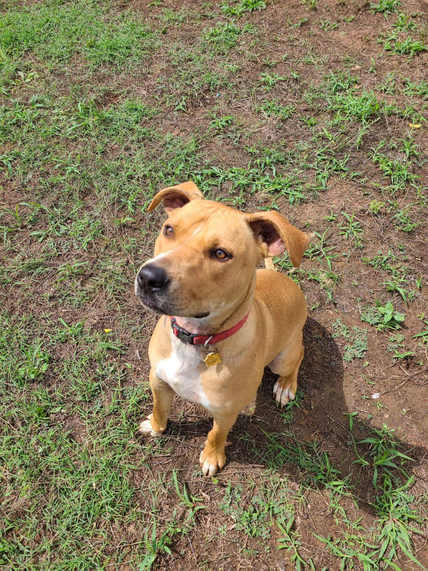 Rufus Lucas, a Adoptable mixed breed in Belleville, NJ image 6/6