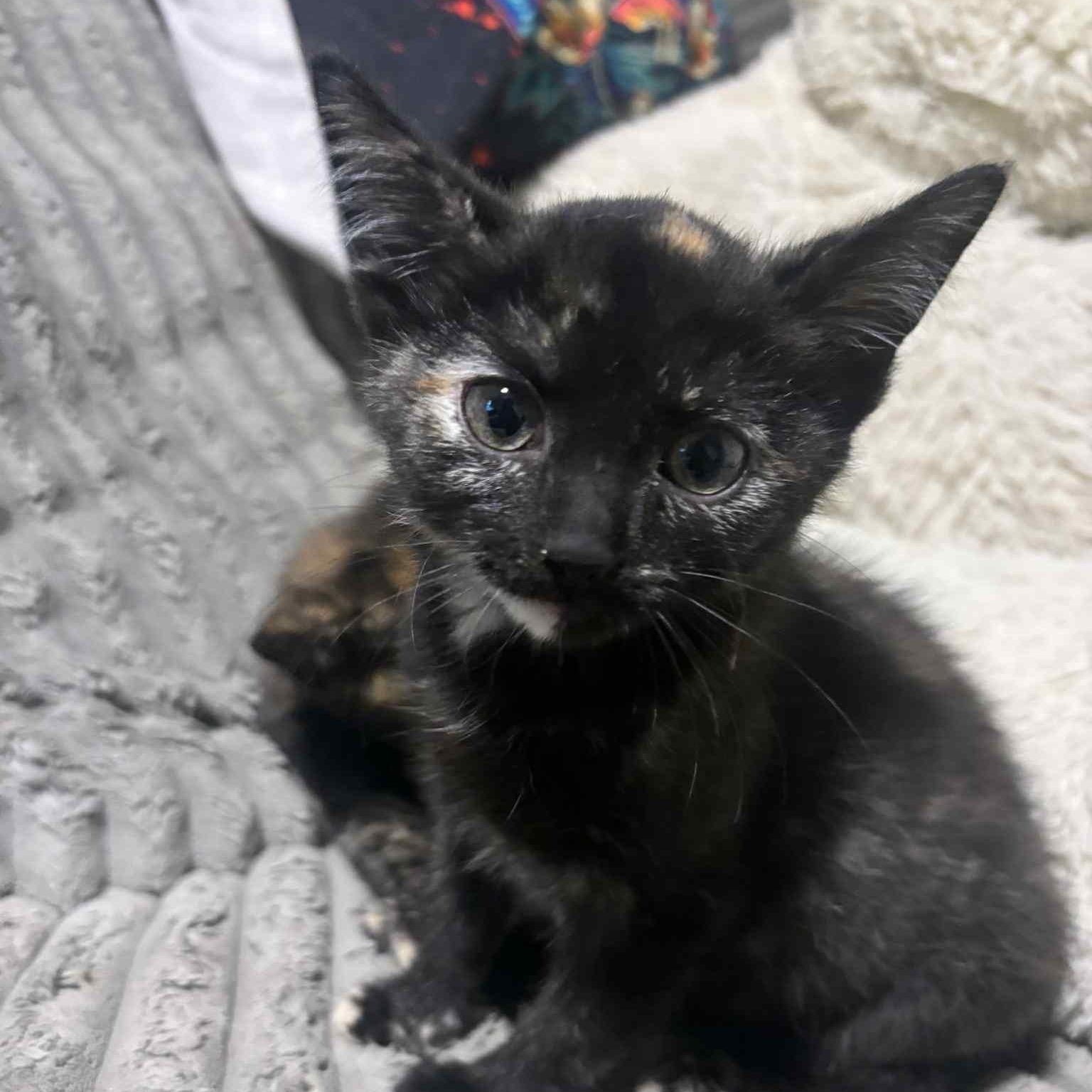 Enlarge Pebbles, an adopted Domestic Short Hair in Vine Grove, KY image 2/6