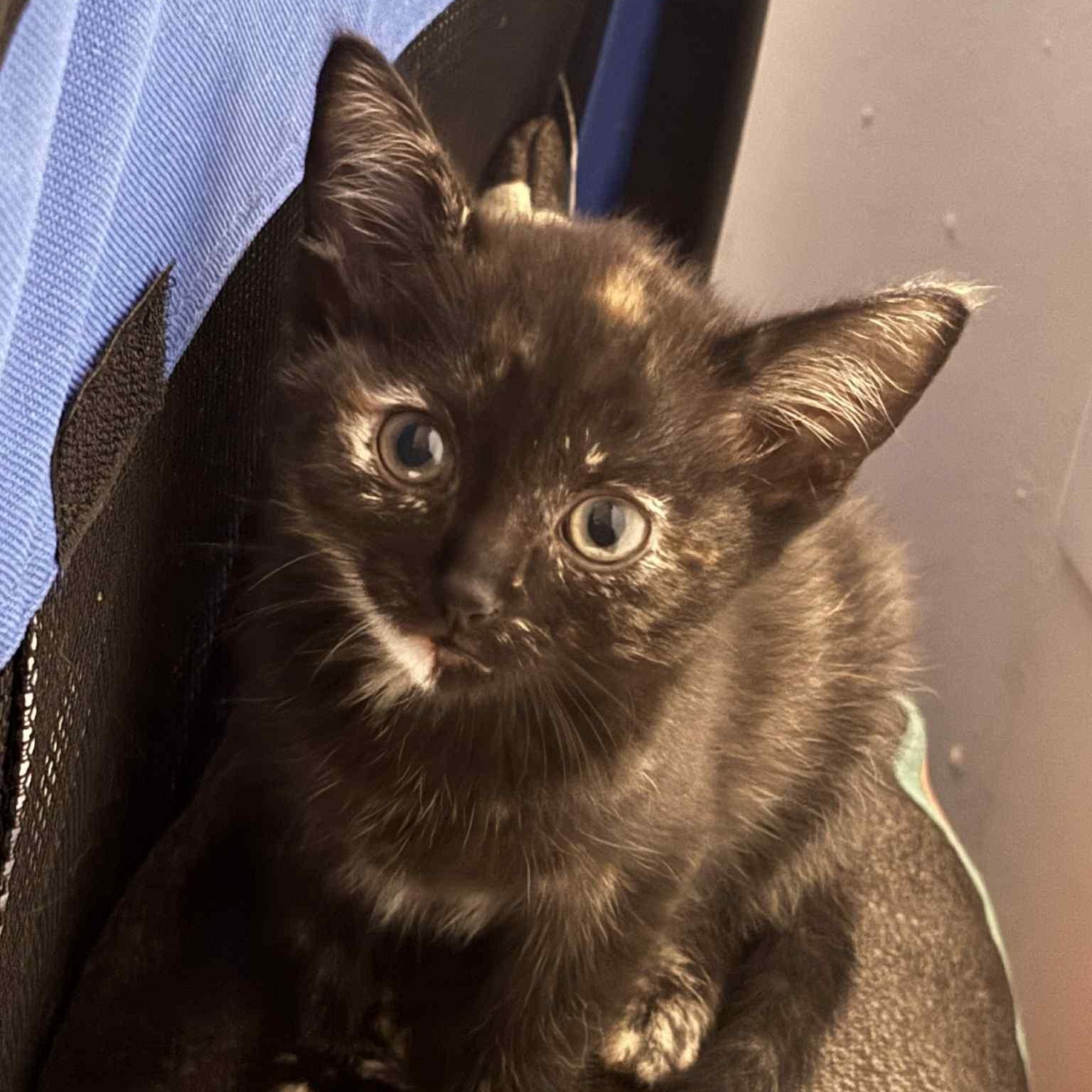 Pebbles, adopted, Kitten Female Domestic Short Hair.